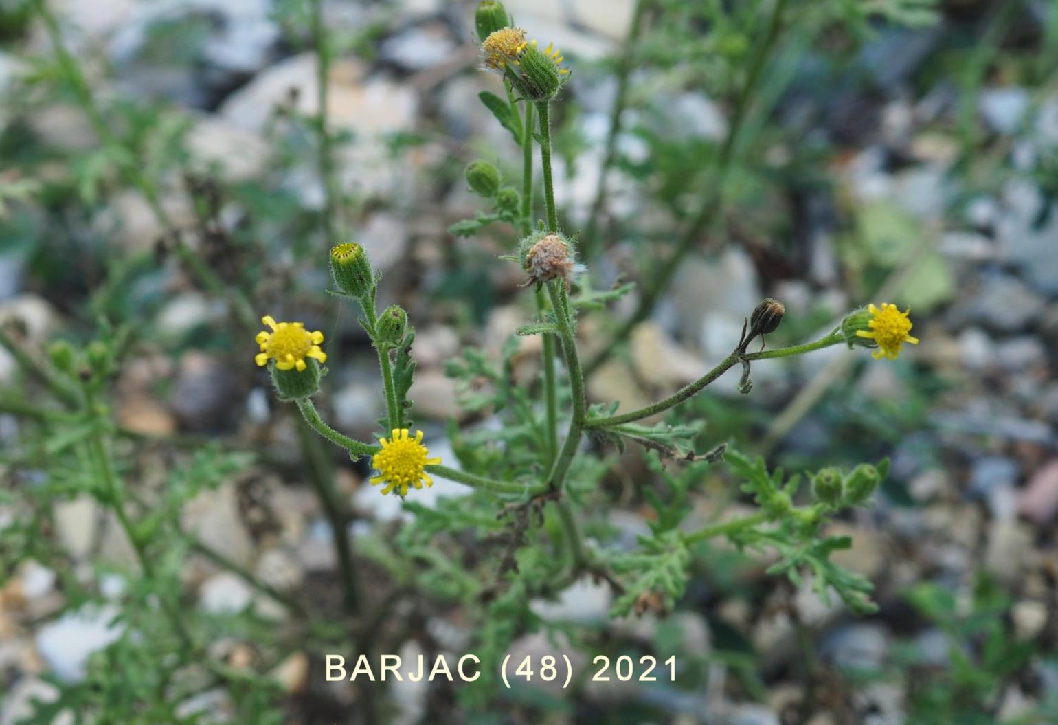 Groundsel, Sticky